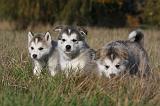 ALASKAN MALAMUTE 480
